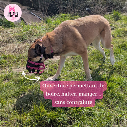 Muselière Biothane Sur Mesure – Confort, Liberté & Sécurité Positive