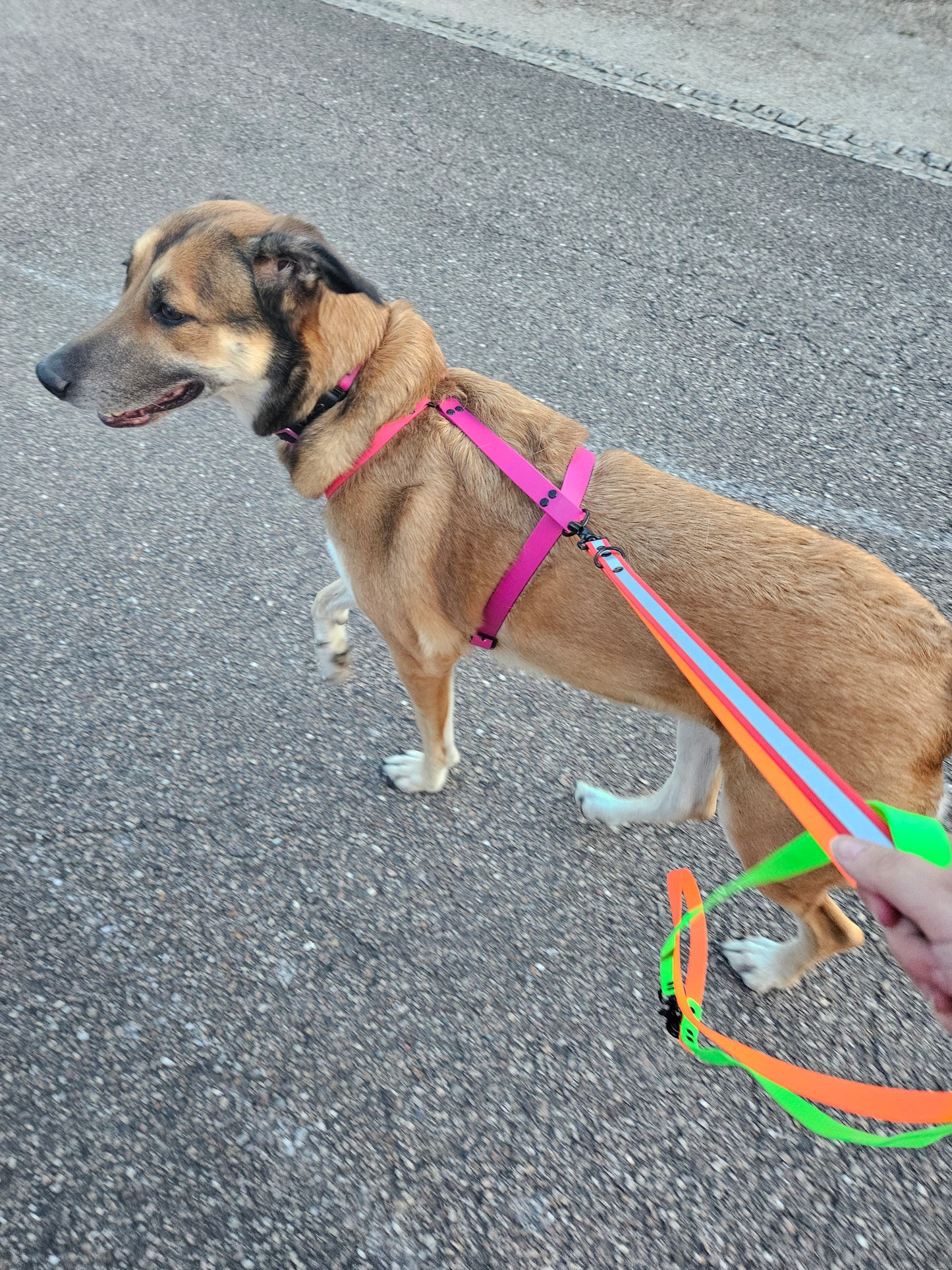 Laisse Zone® Wouf – La laisse qui t’aide à lire ton chien