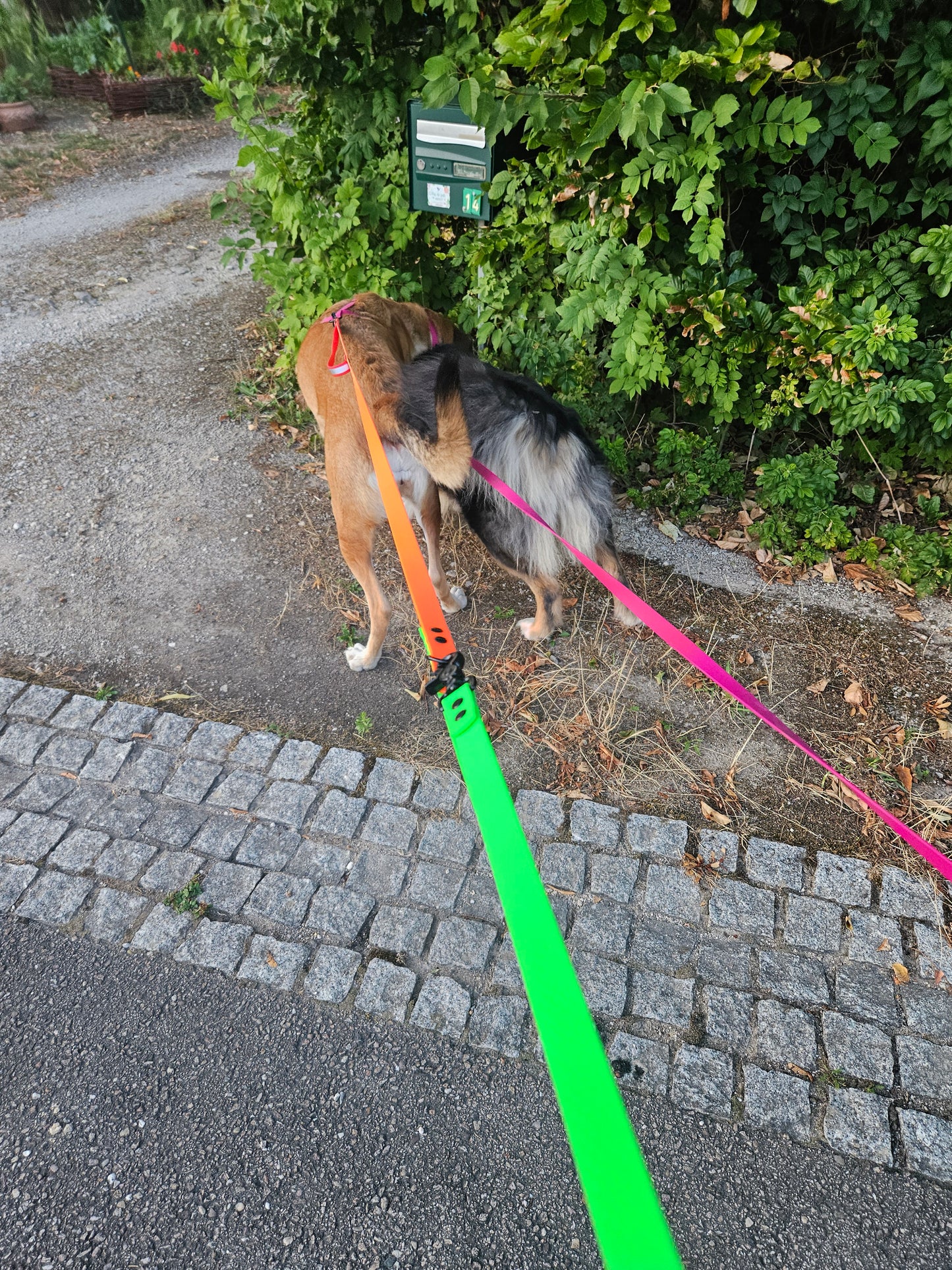 Laisse Zone® Wouf – La laisse qui t’aide à lire ton chien
