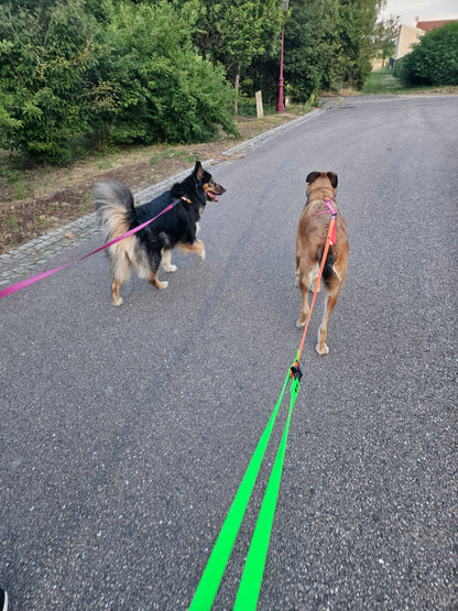 Laisse Zone® Wouf – La laisse qui t’aide à lire ton chien