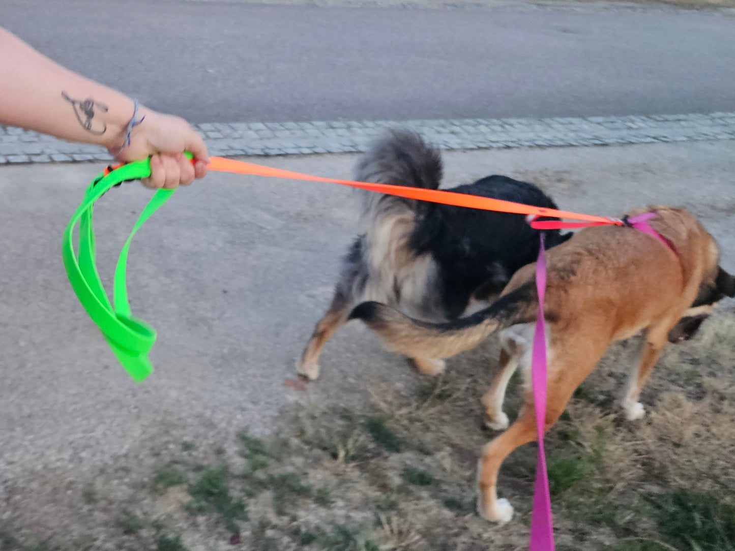 Laisse Zone® Wouf – La laisse qui t’aide à lire ton chien