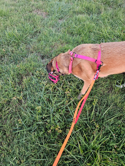 Laisse Zone® Wouf – La laisse qui t’aide à lire ton chien